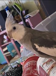 Lost Male Bird last seen Woodland avenue and highway 92, Lakeland, FL 33801