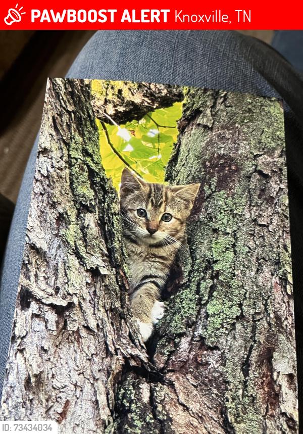 Lost Female Cat last seen Glen Abbey Blvd-Derby Chase sub behind Kohls, Knoxville, TN 37934