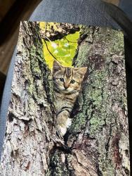 Lost Female Cat last seen Glen Abbey Blvd-Derby Chase sub behind Kohls, Knoxville, TN 37934