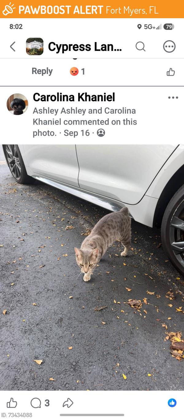 Found/Stray Male Cat last seen Lone Cypress St, Fort Myers, FL 33966