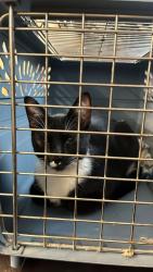 Found/Stray Female Cat last seen Near St and 81 Ave, Edmonton, AB T6E 1W3