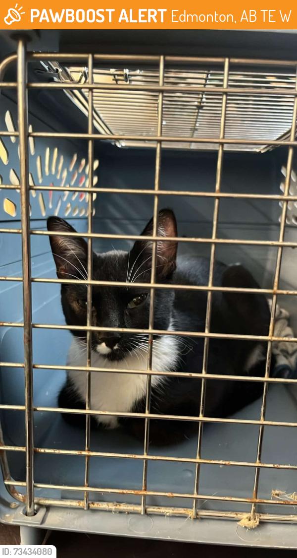 Found/Stray Female Cat last seen Near St and 81 Ave, Edmonton, AB T6E 1W3