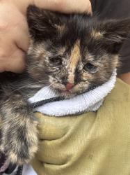 Found/Stray Unknown Cat last seen El monte, El Monte, CA 91731