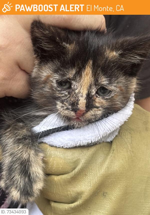 Found/Stray Unknown Cat last seen El monte, El Monte, CA 91731