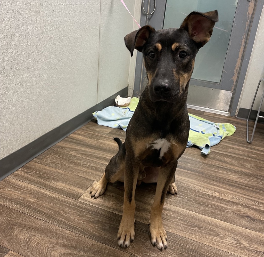 Shelter Stray Male Dog last seen Near Imperial Avenue, San Diego, CA, 92101, 5500 Gaines St, San Diego, CA 92110, USA