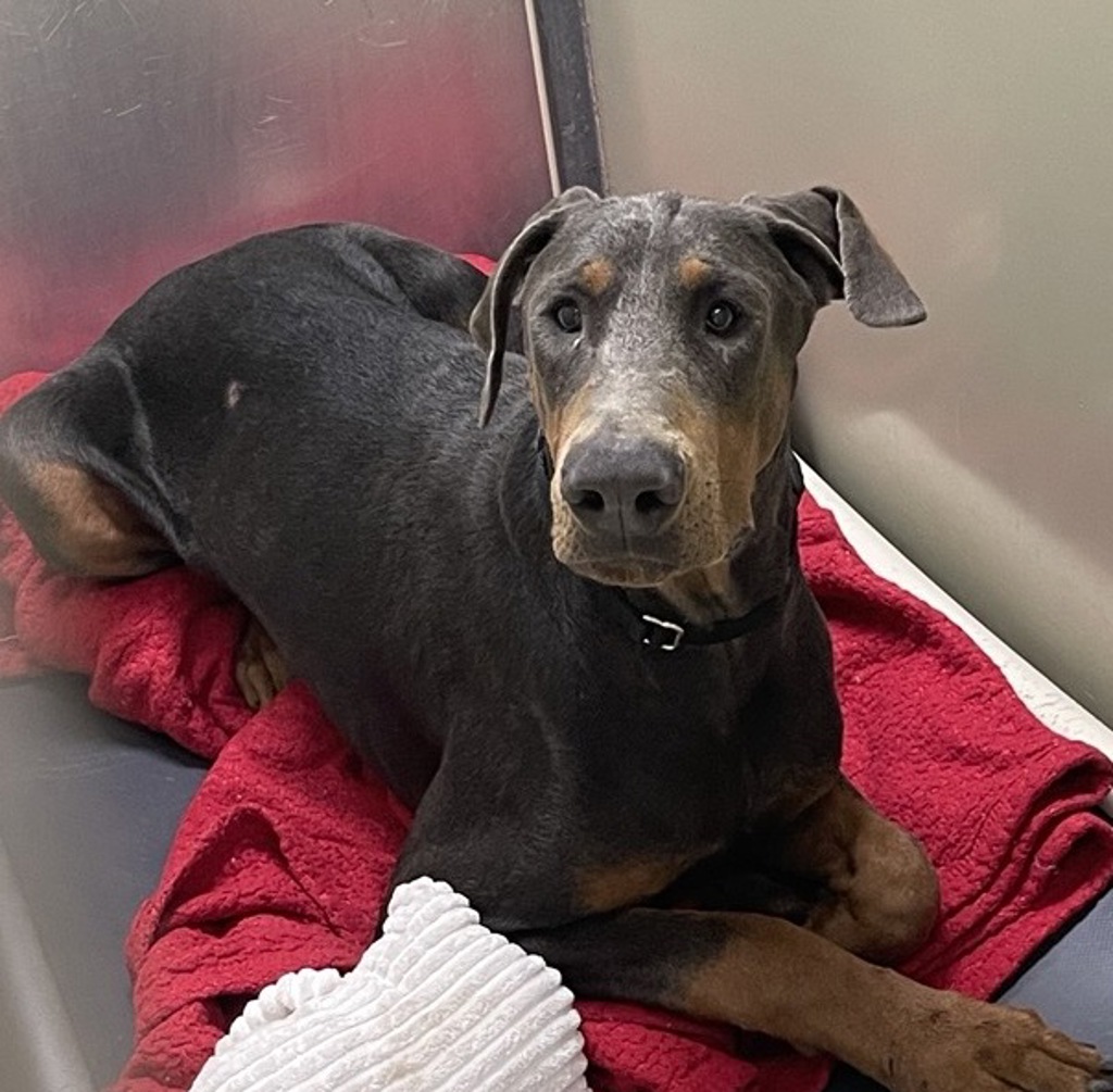 Shelter Stray Male Dog last seen Crystal Springs Place, Escondido, CA, 92026, Escondido, CA 92027, USA