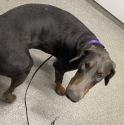 Shelter Stray Male Dog last seen Crystal Springs Place, Escondido, CA, 92026, Escondido, CA 92027, USA
