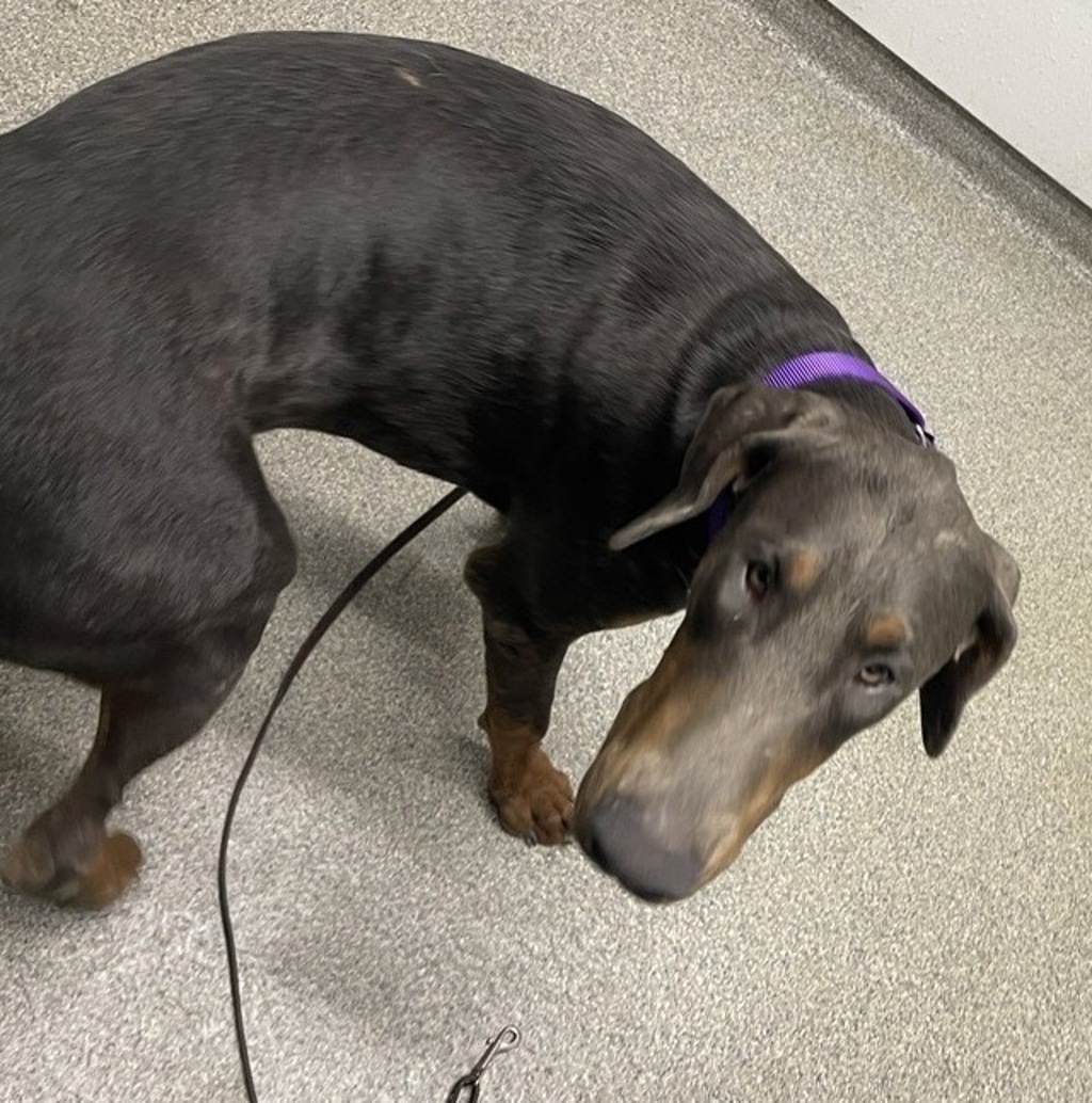 Shelter Stray Male Dog last seen Crystal Springs Place, Escondido, CA, 92026, Escondido, CA 92027, USA