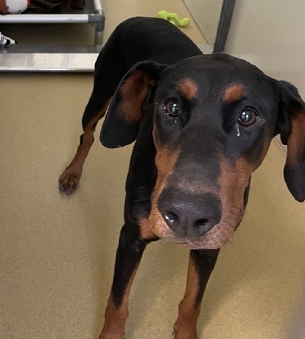 Shelter Stray Female Dog last seen Crystal Springs Place, Escondido, CA, 92026, Escondido, CA 92027, USA