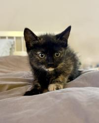 Shelter Stray Female Cat last seen Near W 3rd Avenue, Escondido, CA, 92025, Escondido, CA 92027, USA