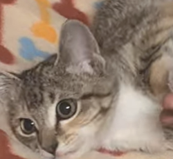 Shelter Stray Female Cat last seen Near Vale View Drive, Vista, CA, 92083, Oceanside, CA 92058, USA