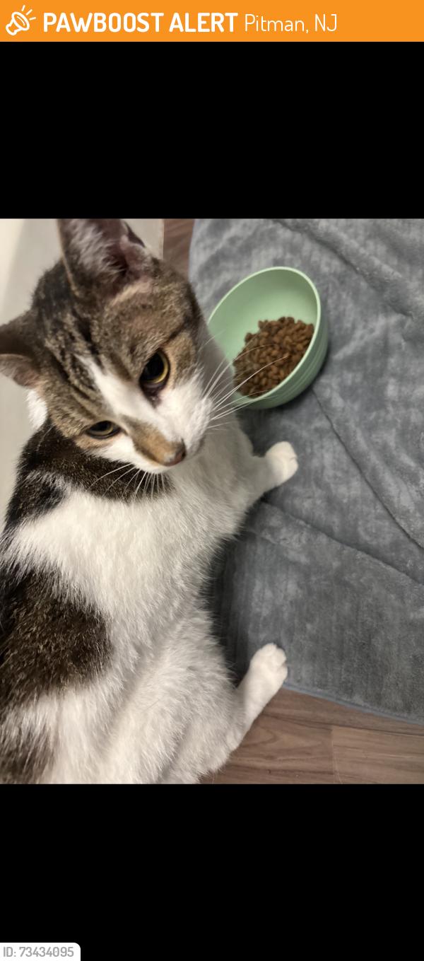 Found/Stray Female Cat last seen W Holly Ave, Pitman, NJ 08071