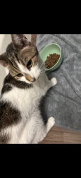 Found/Stray Female Cat last seen W Holly Ave, Pitman, NJ 08071