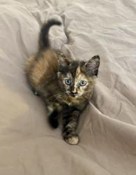 Shelter Stray Female Cat last seen Near W 3rd Avenue, Escondido, CA, 92025, Escondido, CA 92027, USA