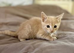 Shelter Stray Female Cat last seen Near W 3rd Avenue, Escondido, CA, 92025, Escondido, CA 92027, USA