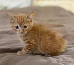 Shelter Stray Male Cat last seen Near W 3rd Avenue, Escondido, CA, 92025, Escondido, CA 92027, USA