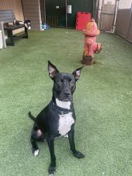Shelter Stray Female Dog last seen Near Printwood Way, San Diego, CA, 92117, El Cajon, CA 92020, USA