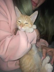 Lost Male Cat last seen 39th, minnehaha & snelling ave minneapolis, Minneapolis, MN 55406