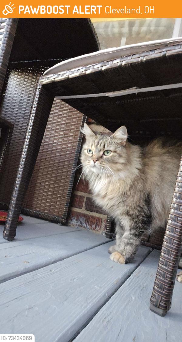 Found/Stray Unknown Cat last seen Broadview Rd/Schell Ave, Cleveland, OH 44109