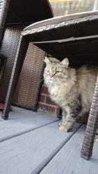 Found/Stray Unknown Cat last seen Broadview Rd/Schell Ave, Cleveland, OH 44109