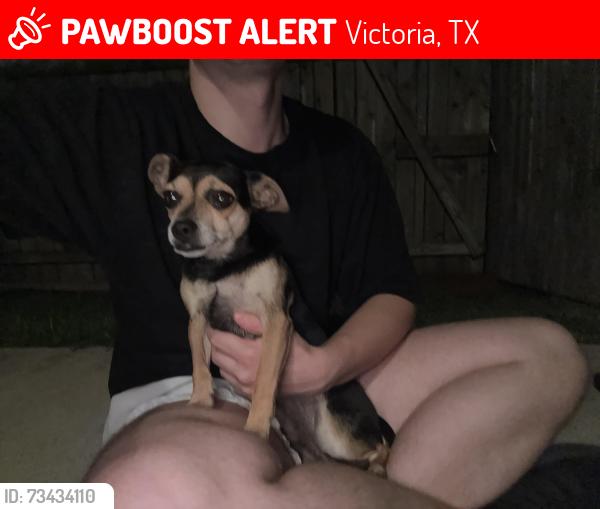 Lost Male Dog last seen Country lane s, Victoria, TX 77904