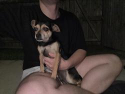 Lost Male Dog last seen Country lane s, Victoria, TX 77904