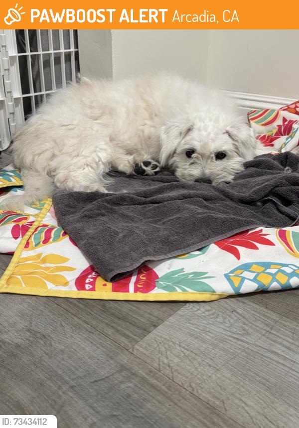 Found/Stray Male Dog last seen Foothill and Colorado, Arcadia, CA 91006