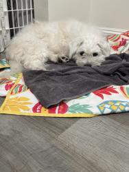 Found/Stray Male Dog last seen Foothill and Colorado, Arcadia, CA 91006