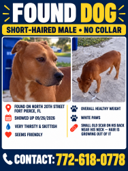 Found/Stray Male Dog last seen 20th street and Avenue D, Fort Pierce, FL 34950