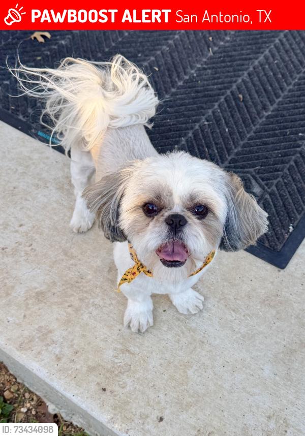 Lost Male Dog last seen Weybridge and Dover Ridge, San Antonio, TX 78250