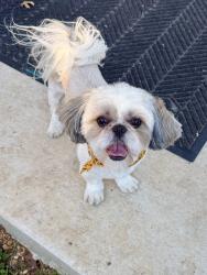 Lost Male Dog last seen Weybridge and Dover Ridge, San Antonio, TX 78250