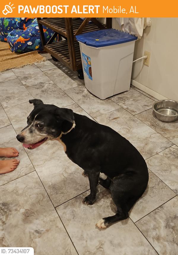 Found/Stray Female Dog last seen Maple Street Biscuit Company, Mobile, AL 36608
