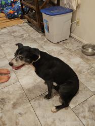 Found/Stray Female Dog last seen Maple Street Biscuit Company, Mobile, AL 36608