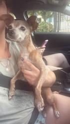 Found/Stray Female Dog last seen Old farm and hageman road, Bakersfield, CA 93312