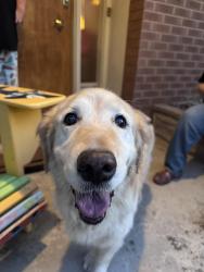 Found/Stray Female Dog last seen Near Lynwood Dr, Salt Lake City, UT 84109