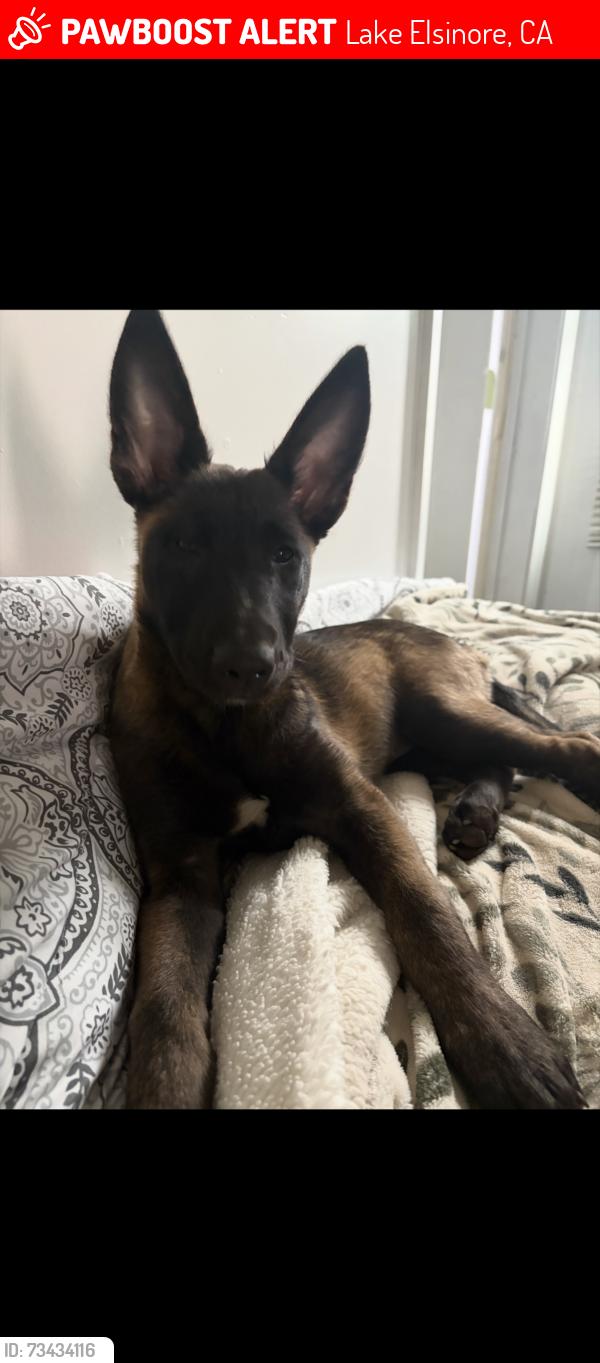 Lost Female Dog last seen Lowell , Elsinore middle school, Lake Elsinore, CA 92530