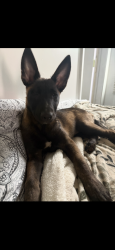 Lost Female Dog last seen Lowell , Elsinore middle school, Lake Elsinore, CA 92530
