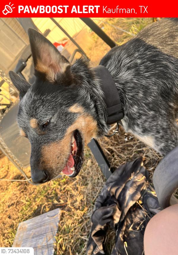 Lost Male Dog last seen Near Farm to Market 429, Kaufman, TX 75142, Kaufman, TX 75142