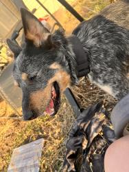 Lost Male Dog last seen Near Farm to Market 429, Kaufman, TX 75142, Kaufman, TX 75142