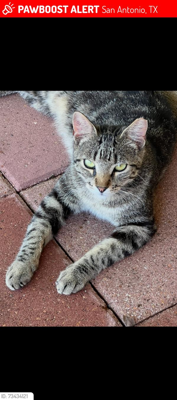 Lost Male Cat last seen Near Somerset and SW Military Dr, San Antonio, TX 78224