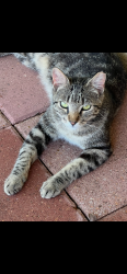Lost Male Cat last seen Near Somerset and SW Military Dr, San Antonio, TX 78224
