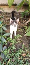 Lost Male Cat last seen Knoll Crest Dr 76014, Arlington, TX 76014