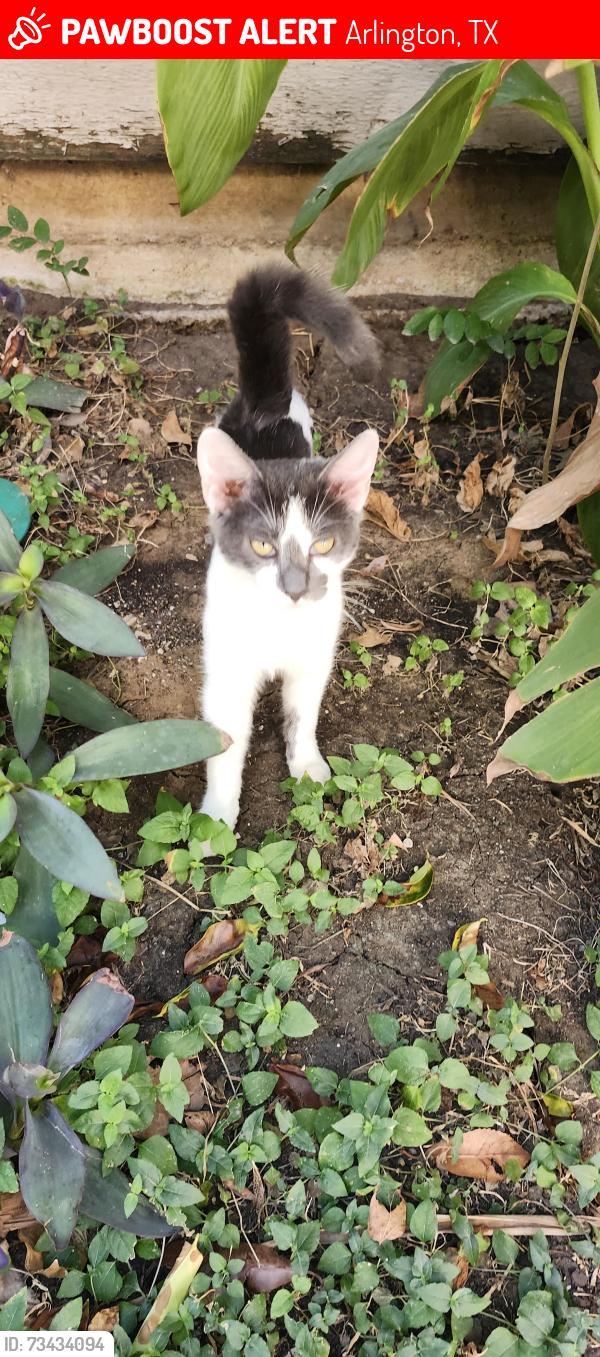 Lost Male Cat last seen Knoll Crest Dr 76014, Arlington, TX 76014