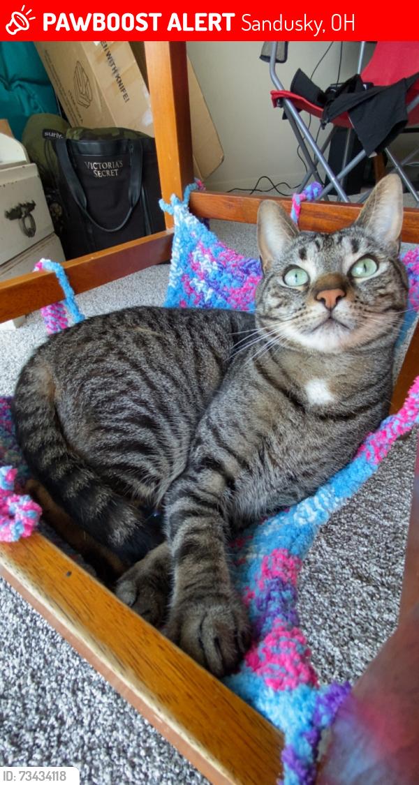 Lost Male Cat last seen Near S Lake Wilmer dr, Sandusky, OH 44870
