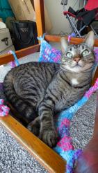 Lost Male Cat last seen Near S Lake Wilmer dr, Sandusky, OH 44870