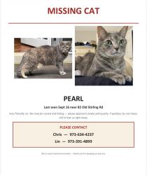 Lost Female Cat last seen Near old Stirling road, Warren, NJ 07059