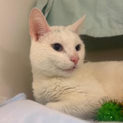 Shelter Stray Male Cat last seen , Animal Care & Control Team of Philly, 111 W Hunting Park Ave, Philadelphia, PA 19140, USA