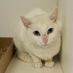 Shelter Stray Female Cat last seen , Animal Care & Control Team of Philly, 111 W Hunting Park Ave, Philadelphia, PA 19140, USA