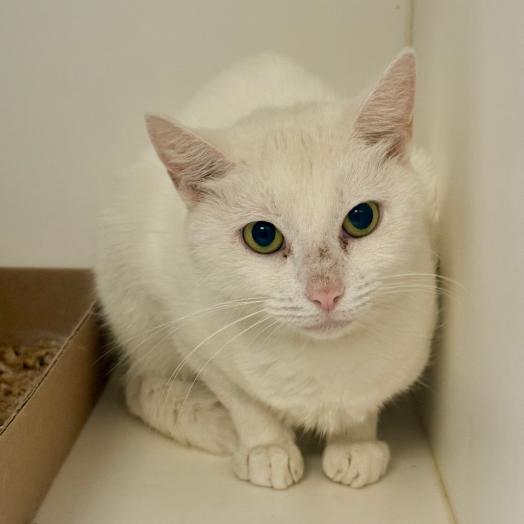 Shelter Stray Female Cat last seen , Animal Care & Control Team of Philly, 111 W Hunting Park Ave, Philadelphia, PA 19140, USA