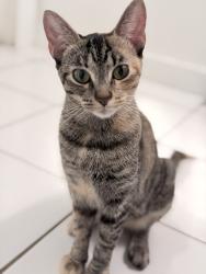 Reunited Female Cat last seen Talman ave and Washington blvd, Chicago, IL 60624